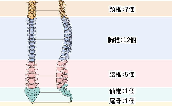 １.姿勢に関する用語 ・側臥位（そくがい）、横臥位（おうがい） 横向きに寝た姿勢。