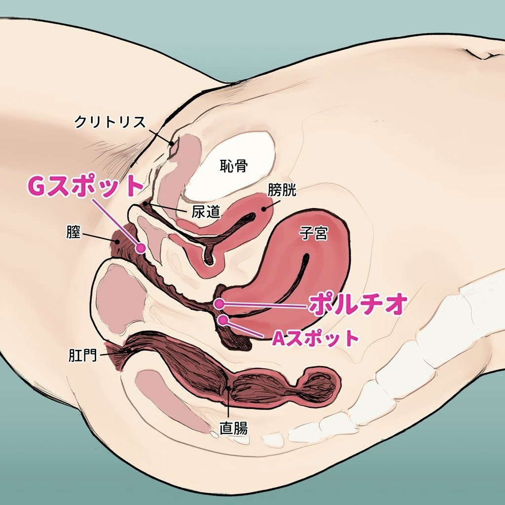 東風の会】膣肉生陰唇 純 |