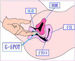 Gスポット開発とは？場所と位置の見つけ方 - 夜の保健室