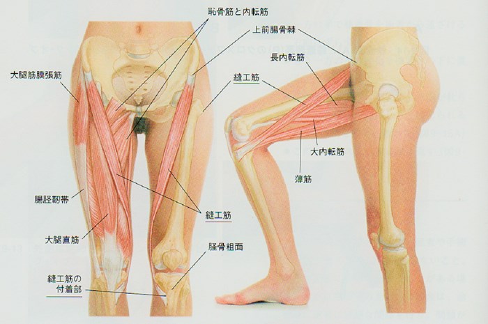 腸腰筋（ちょうようきん）…腰とわき腹から股の付け根の痛みの原因筋肉 | 大川接骨院｜石川県 金沢 市｜柔道整復師｜電気療法、マッサージ｜各種保険適用、医療費助成対応