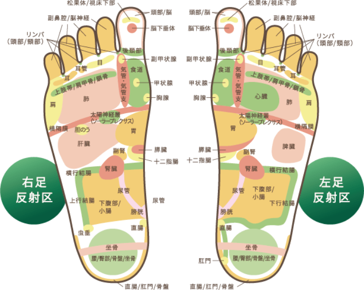 足裏のツボでおなかスッキリ！今すぐできる足裏マッサージ｜BifiXヨーグルトマガジン｜BifiX(ビフィックス)ヨーグルト｜江崎グリコ