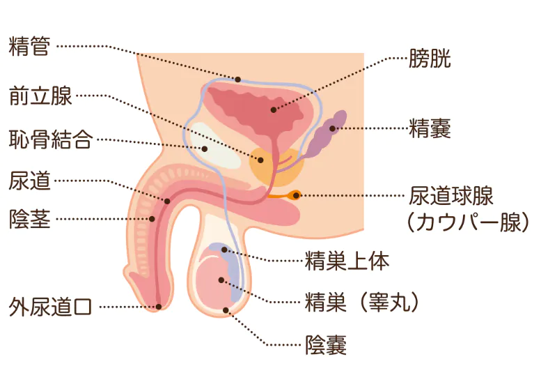 男性機能がみるみる改善する睾丸ほぐし健康法 | 川端 えみ,