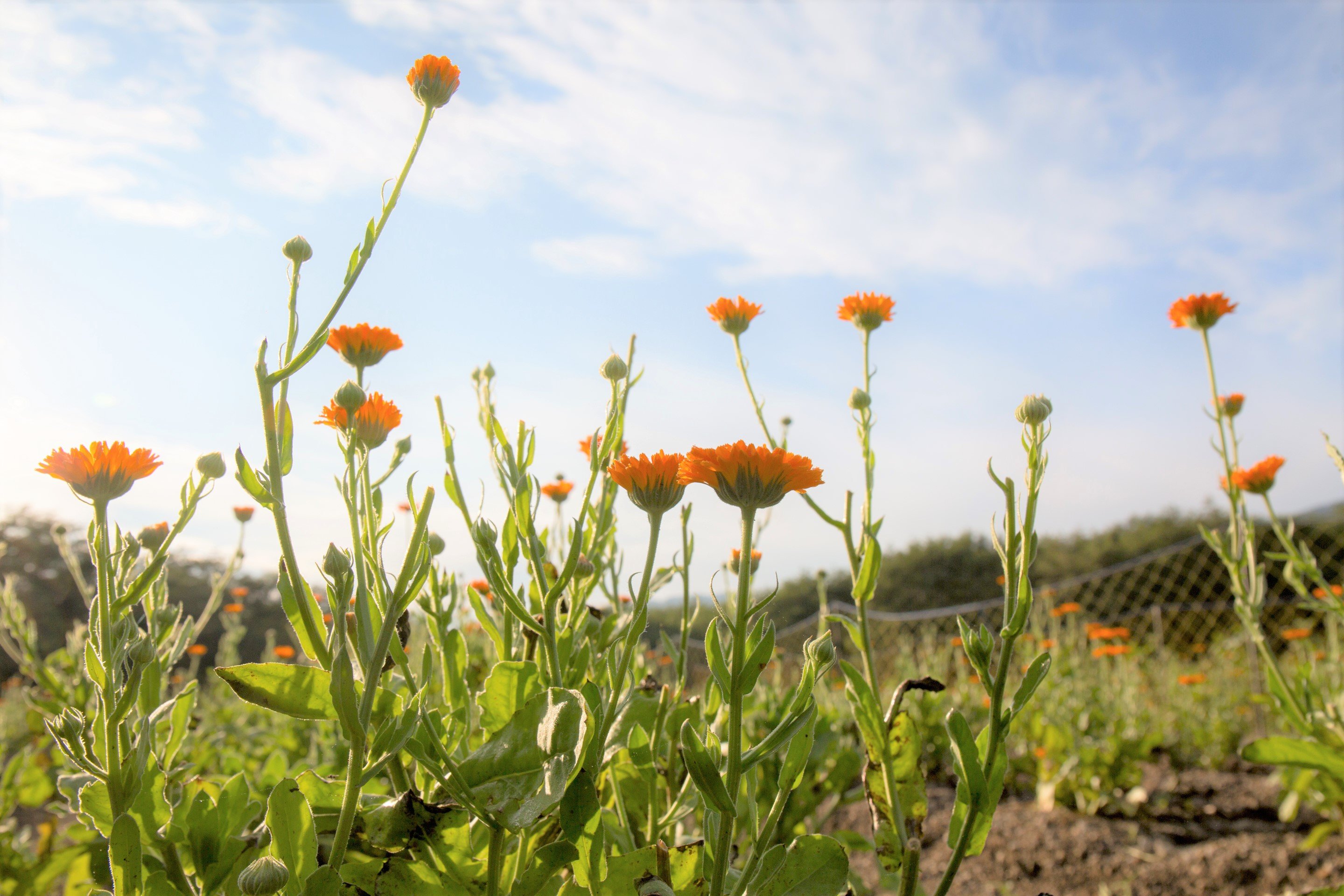 キンセンカ(カレンデュラ)の花言葉｜花が咲く季節や種類は？ - HORTI 〜ホルティ〜 by