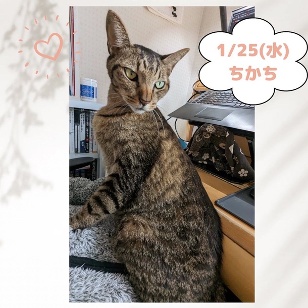 Amazon.co.jp: ウミノ先生愛猫ブンちゃん がまぐち 羽海野チカ :