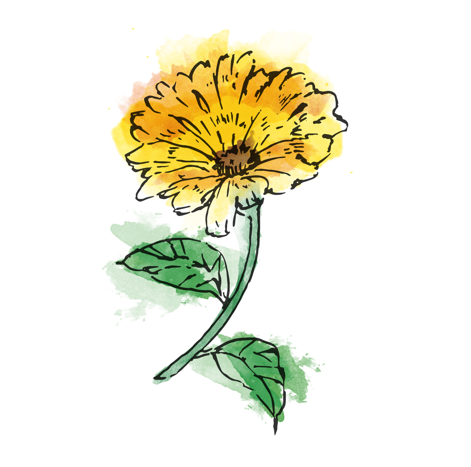 キンセンカ | Calendula officinalis |