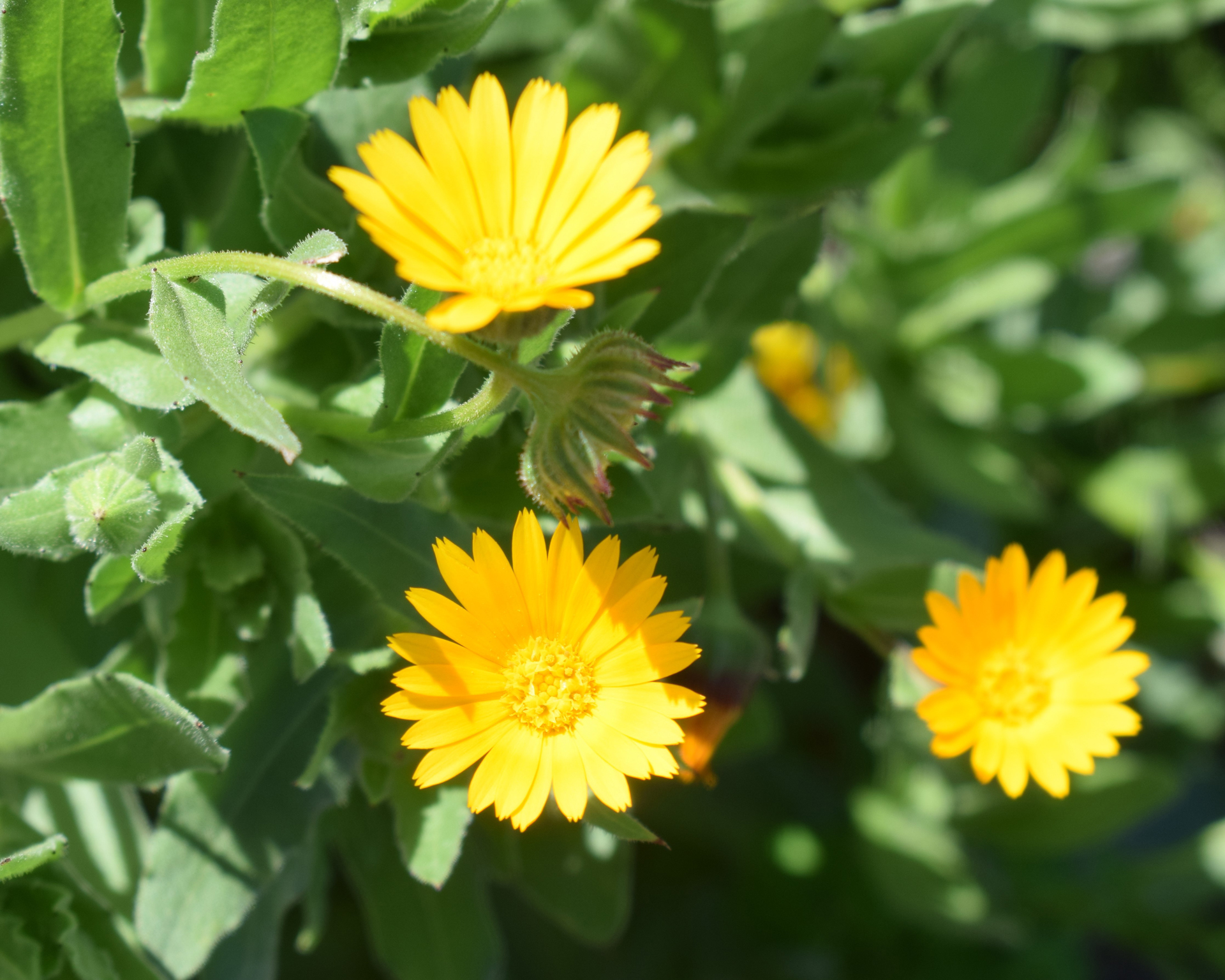 Calendula Meaning & Symbolism