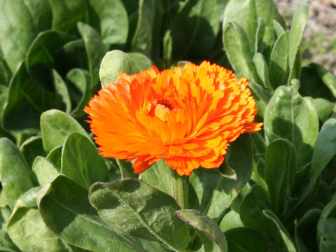 Calendula - Wikipedia