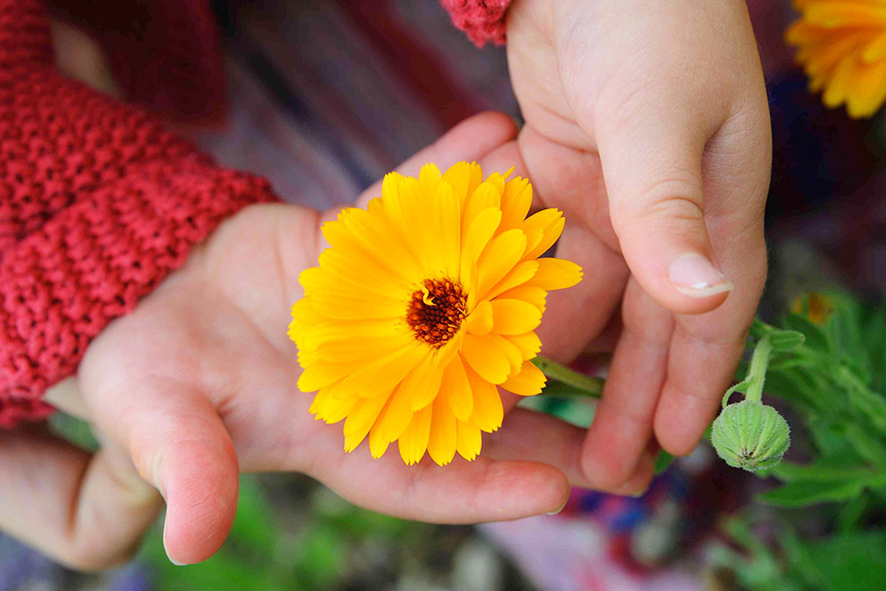 CALENDULA | 意味,