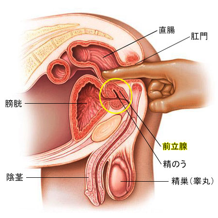 すこやか生活４巻７号 鎌倉市 大船 山口内科すこやか生活膀胱・前立腺の特集です。