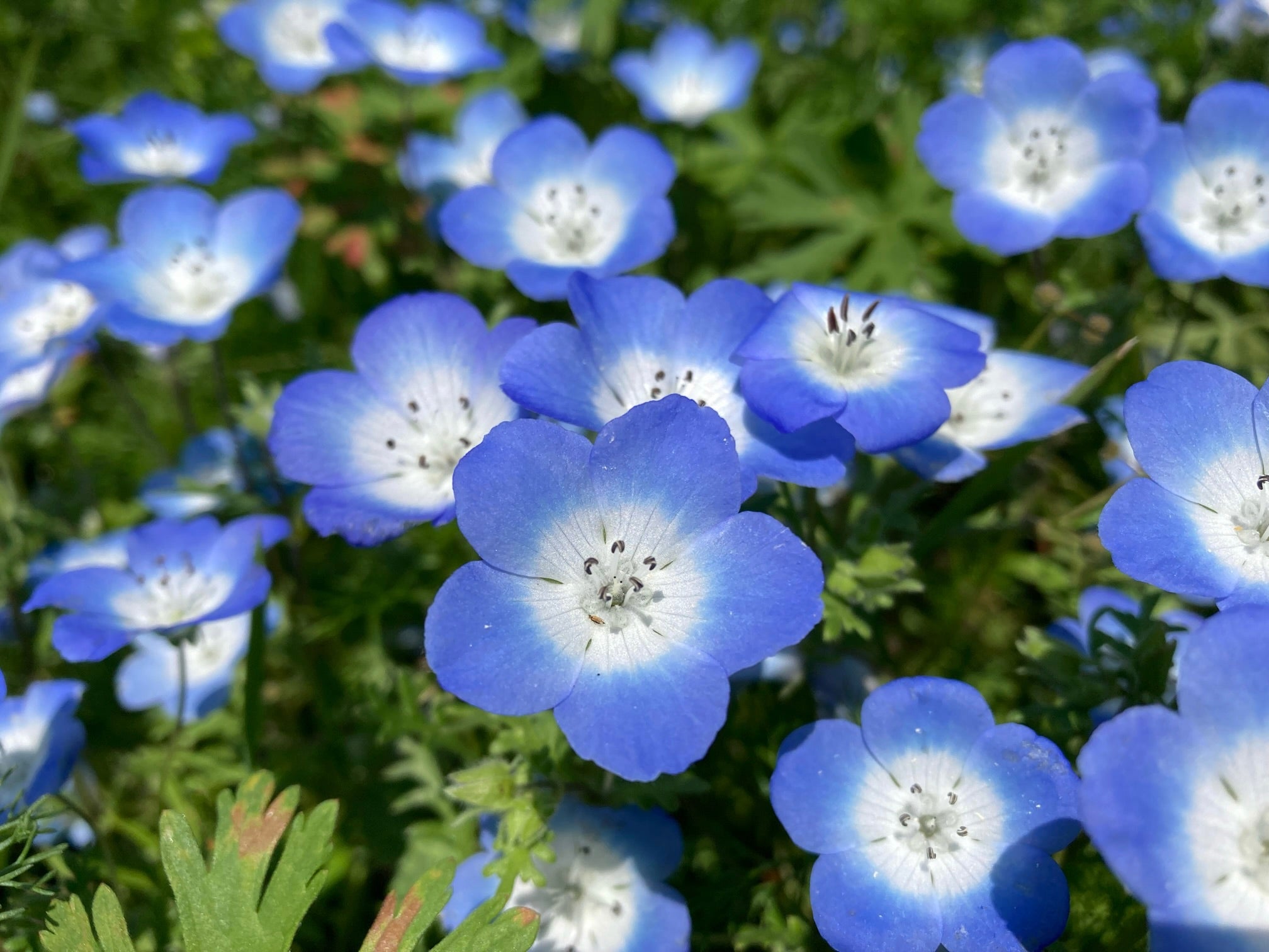 あおはなうお」ではありません！「青花魚」ってなんと読む？ | Precious.jp（プレシャス）