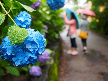 気象予報士が教える梅雨の京都の写真の撮り方4つのコツ(季節・暮らしの話題 2023年06月20日) - 日本気象協会 tenki.jp