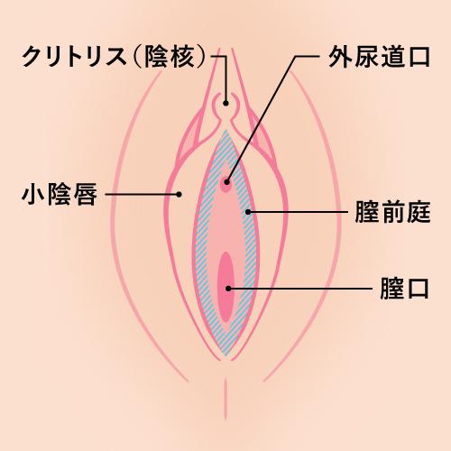 締め方がわからない！骨盤底筋トレーニングを正しくマスターして、尿もれ改善【専門家が解説】 | フェムケアお役立ち情報 オトナ女性のための基礎知識 |