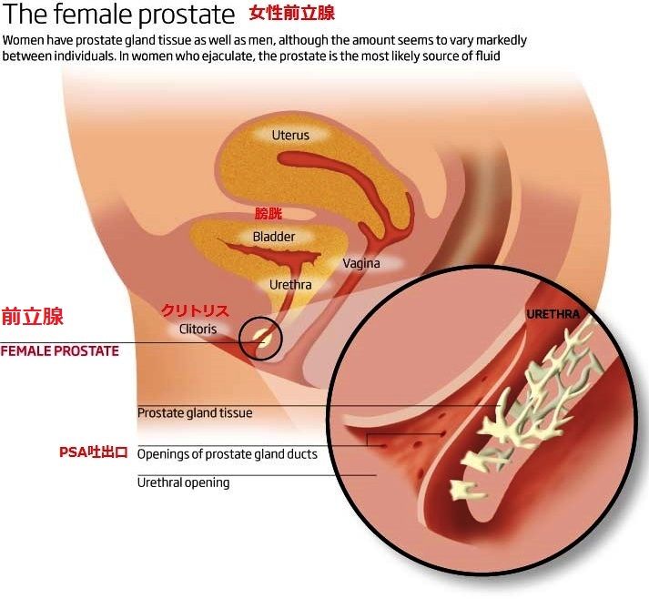 中イキ＆潮吹きのやり方を医学的に理解してセックスでリピートされる方法｜裏垢男子で年収2000万