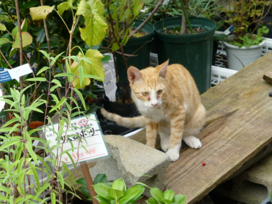 京都のピンサロ「猫弁天」って実際どうなの？口コミ・評判をまとめてみた