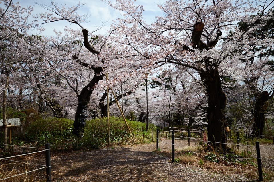 なち流 桜山 -