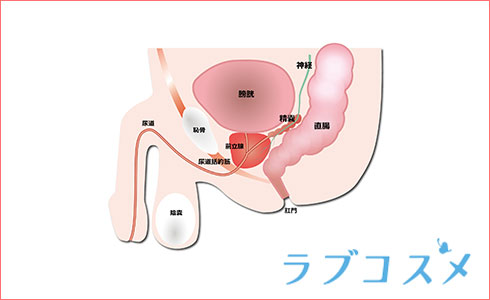 メスイキ催○】ダウナークールで意地悪なゲーマー彼女の前立腺レベルあっぷ調教【ドライオーガズム/エネマグラ使用】 [Hypno Story] | 