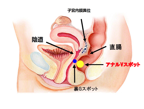 Gスポットの開発方法をマンガで解説！位置や女性の体験談も紹介