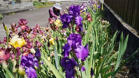 岐阜市議会議員 浅野まさき | スコーン専門店アイリスirisが鏡島にオープン。 